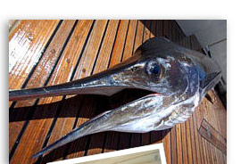 cabo san lucas fishing charter