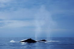 whale watching cabo san lucas