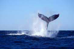 whale watching cabo san lucas