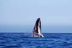 whale watching cabo san lucas