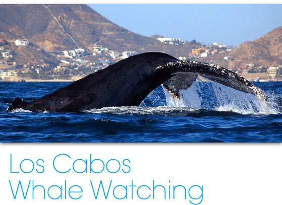 whale watching cabo san lucas